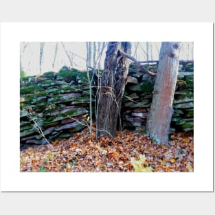 Old mossy rock wall in the forest Posters and Art